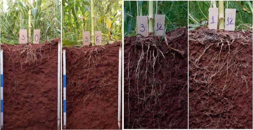 calagem produtividade