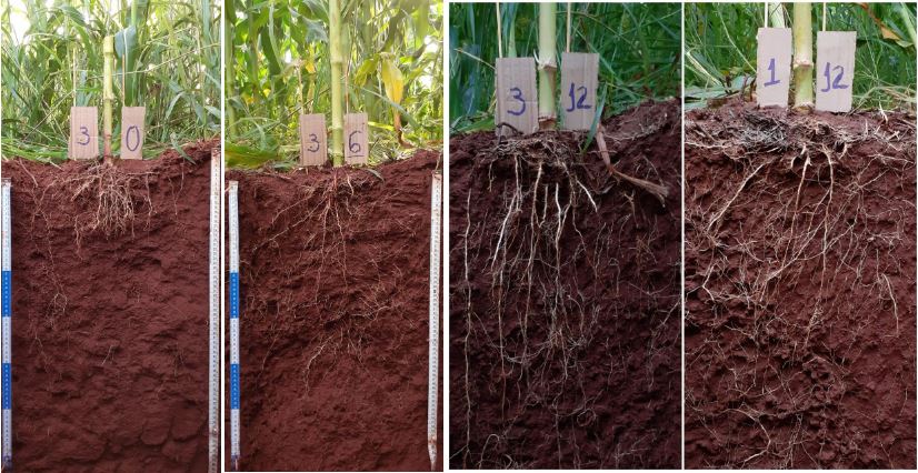 Cálculo mais preciso da calagem aumenta produtividade do milho em 50%