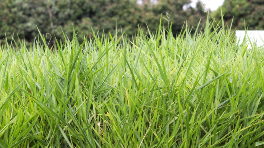 Pasto na seca: este é o guia para escolher o capim ideal e garantir o lucro! Veja Pasto na seca: este é o guia para escolher o capim ideal e garantir o lucro! Veja