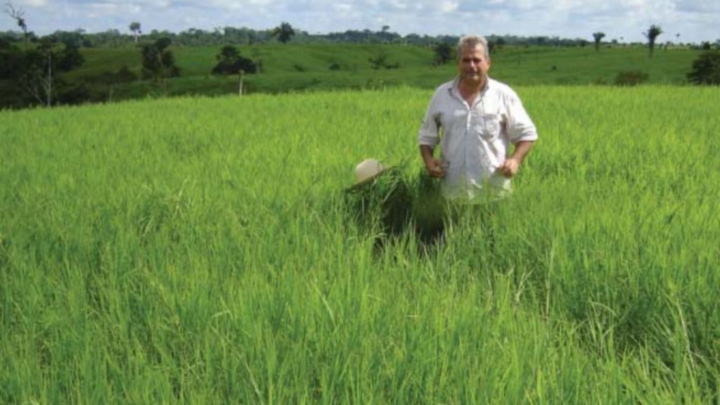 Grama estrela roxa irrigada: como a nutrição e o manejo garantem o lucro Grama estrela roxa irrigada: como a nutrição e o manejo garantem o lucro