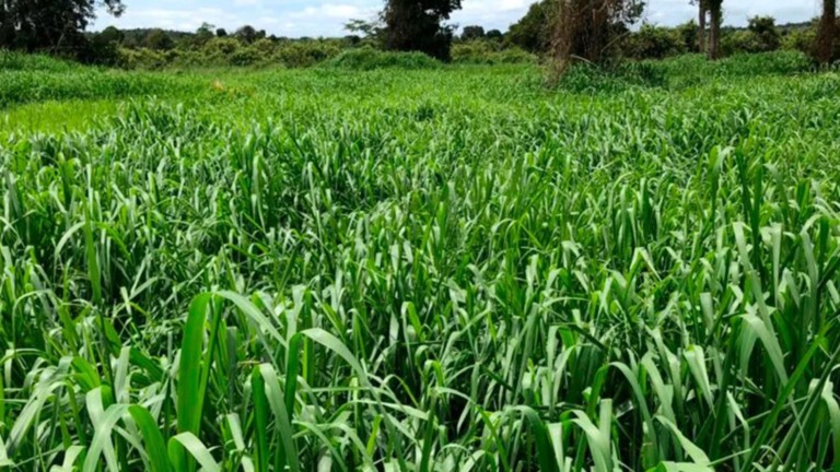 Diferimento de pasto: o guia prático para estocar forragem e não perder dinheiro. Veja
