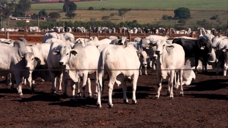 5º Fórum da Pecuária: o evento que vai guiar o setor da carne brasileira