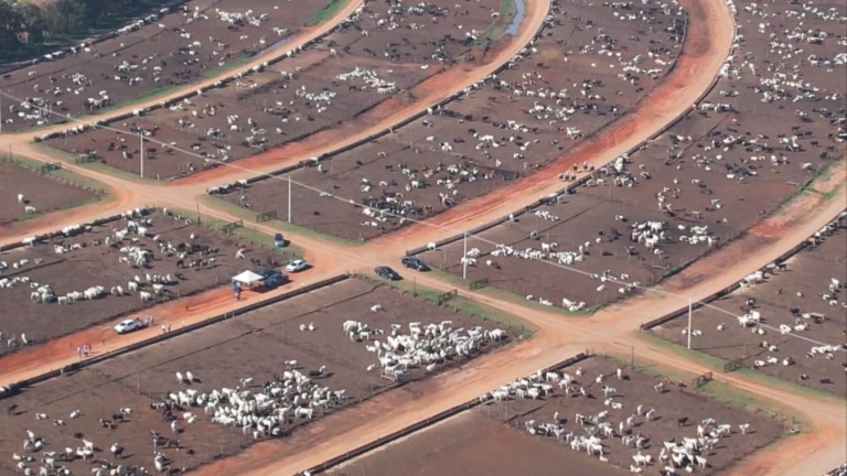 Ronda no confinamento: entenda como como fazê-la para uma engorda top do gado