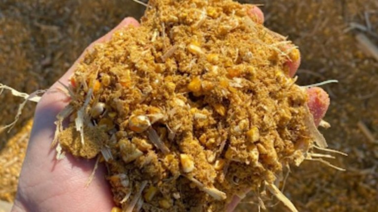 Pecuária leiteira: a ensilagem do milho e os cuidados com a matéria seca