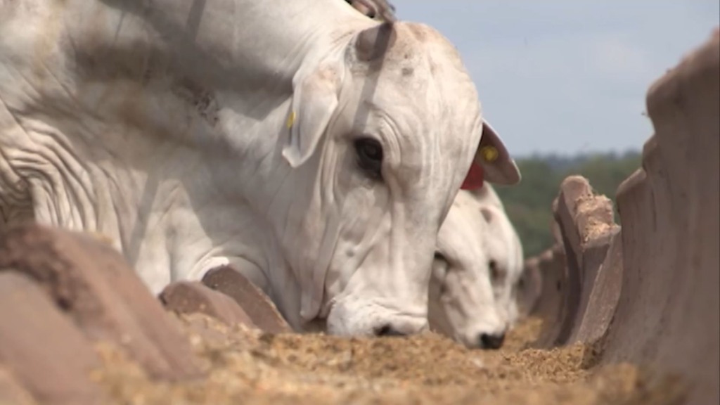 Da compra de insumos ao cocho: como a logística garante o lucro do pecuarista