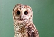 Pesquisadores encontram bactérias resistentes a antibióticos em aves silvestres