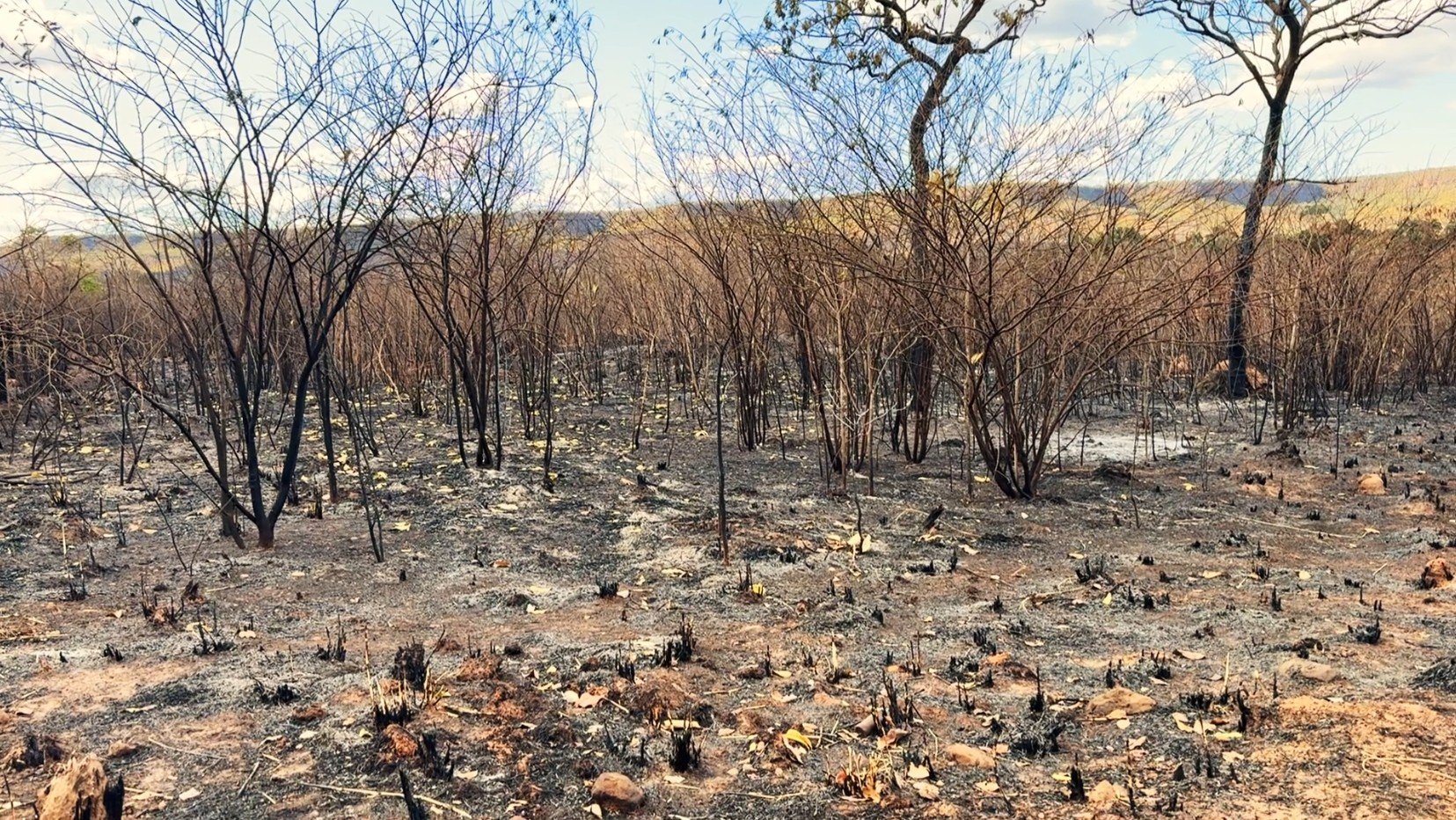 Cerrado é um dos biomas mais afetados por queimadas