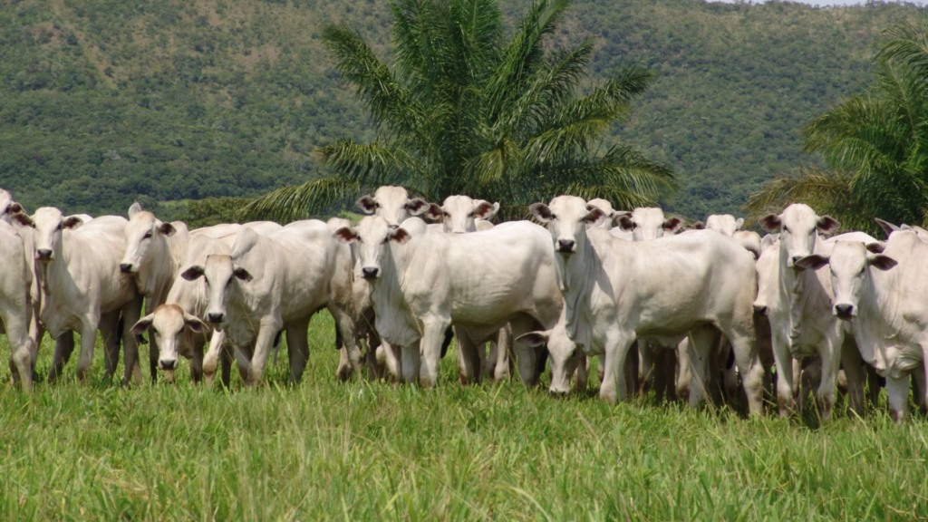 Nelore e IA: a ultrassonografia que revoluciona a genética da raça