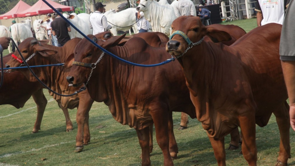 Expo Rio Preto 2025: maior edição da história se prepara para receber 3 mil animais Expo Rio Preto 2025: maior edição da história se prepara para receber 3 mil animais