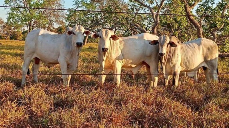 Mortalidade de bezerros: como vacina e gestão reduziram perdas no Tocantins