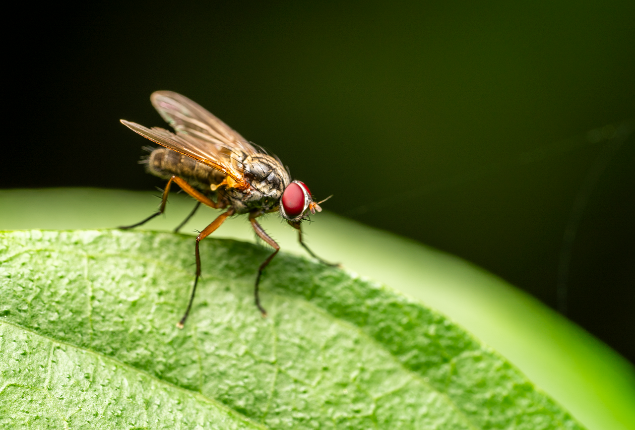 mosca