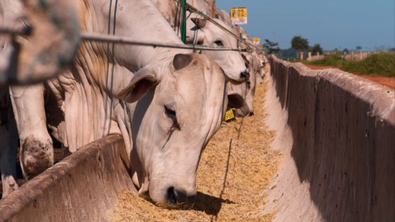 Pecuária de ponta: por que um dia a mais de cocho pode custar caro na arroba?
