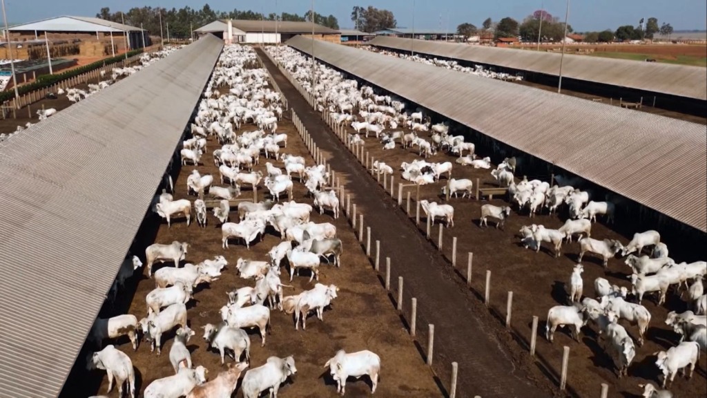 Da tradição à sustentabilidade: a história do Grupo Facholi e o gado pesado ideal