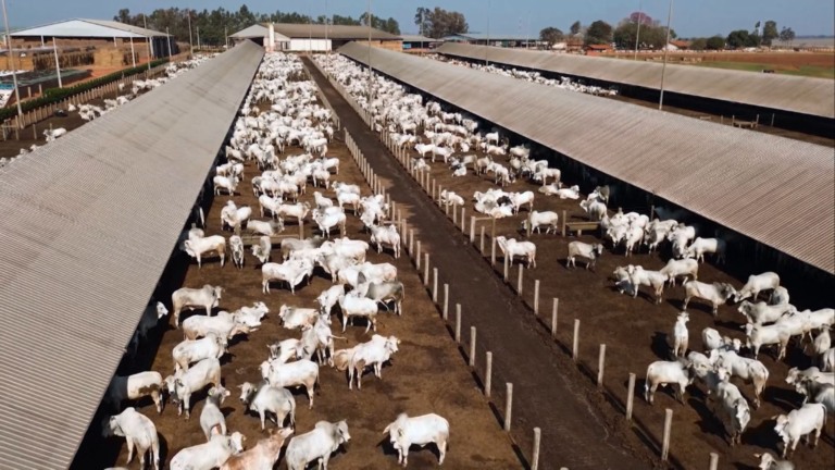 Da tradição à sustentabilidade: a história do Grupo Facholi e o gado pesado ideal