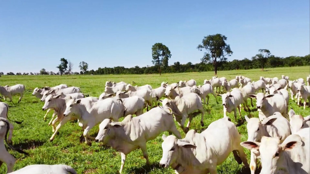 Com recordes, abate de bovinos, suínos e aves cresce no segundo semestre de 2025 Com recordes, abate de bovinos, suínos e aves cresce no segundo semestre de 2025