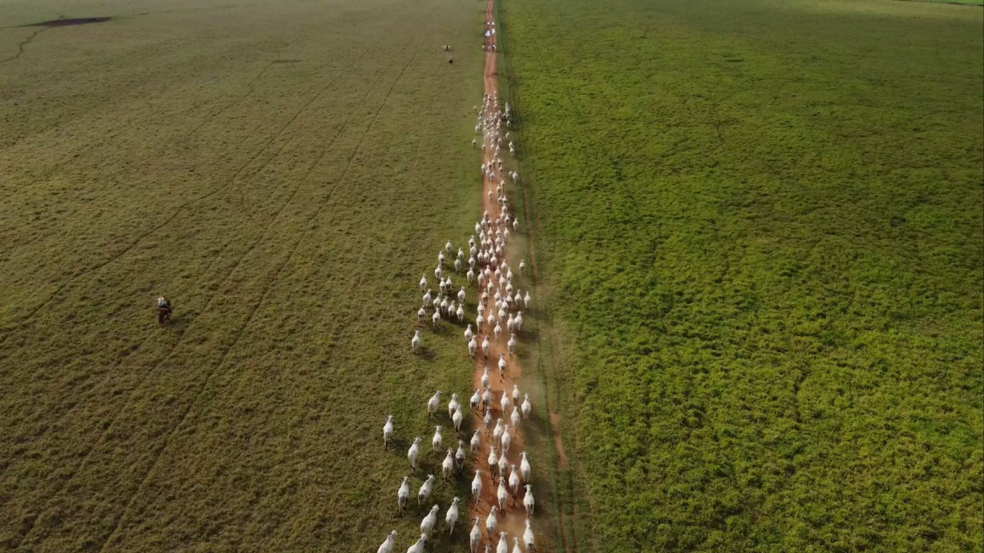 Pasto e boi: por que a boca do gado é a melhor roçadeira na transição para as águas