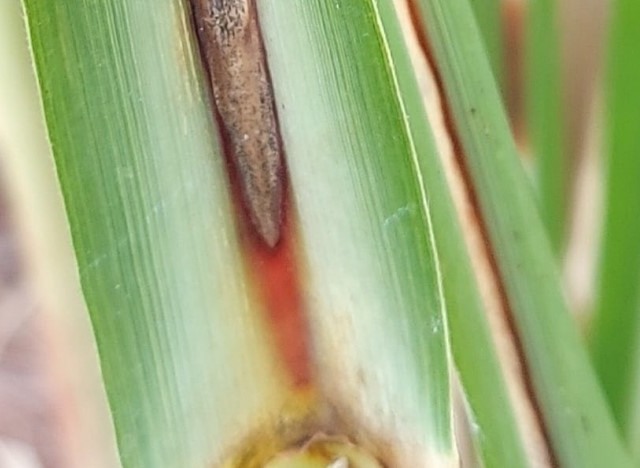 murcha da cana-de-açúcar