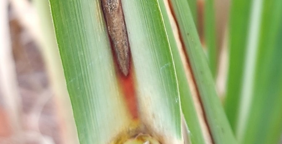 murcha da cana-de-açúcar