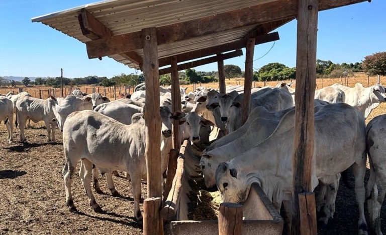 estudo mostra maior produção de embriões por novilhas com dieta energética