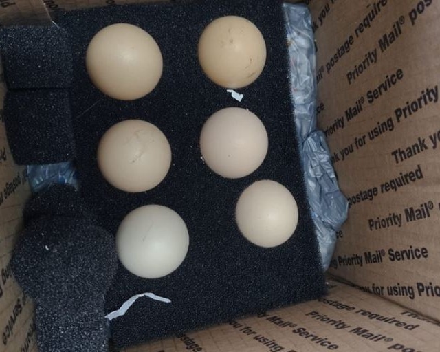 ovos in natura apreendidos