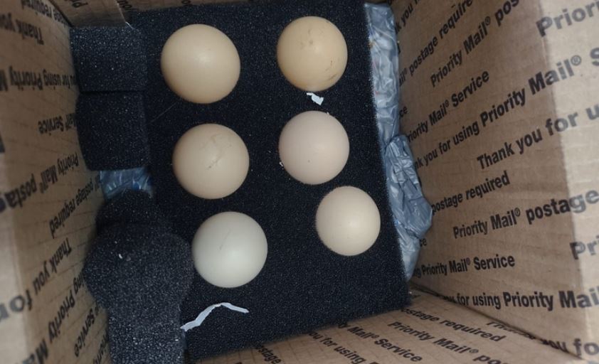 ovos in natura apreendidos