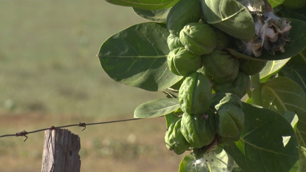Algodão de seda: como eliminar a planta invasora que assombra seu pasto?