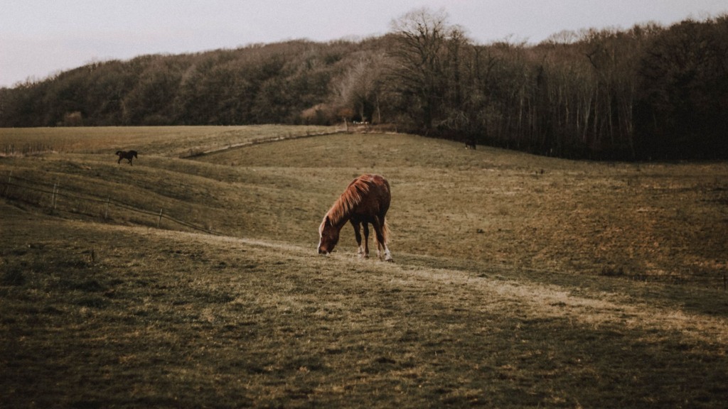 Manejo de pastagem: o guia para escolher o capim ideal para gado e cavalo
