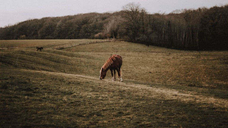 Manejo de pastagem: o guia para escolher o capim ideal para gado e cavalo