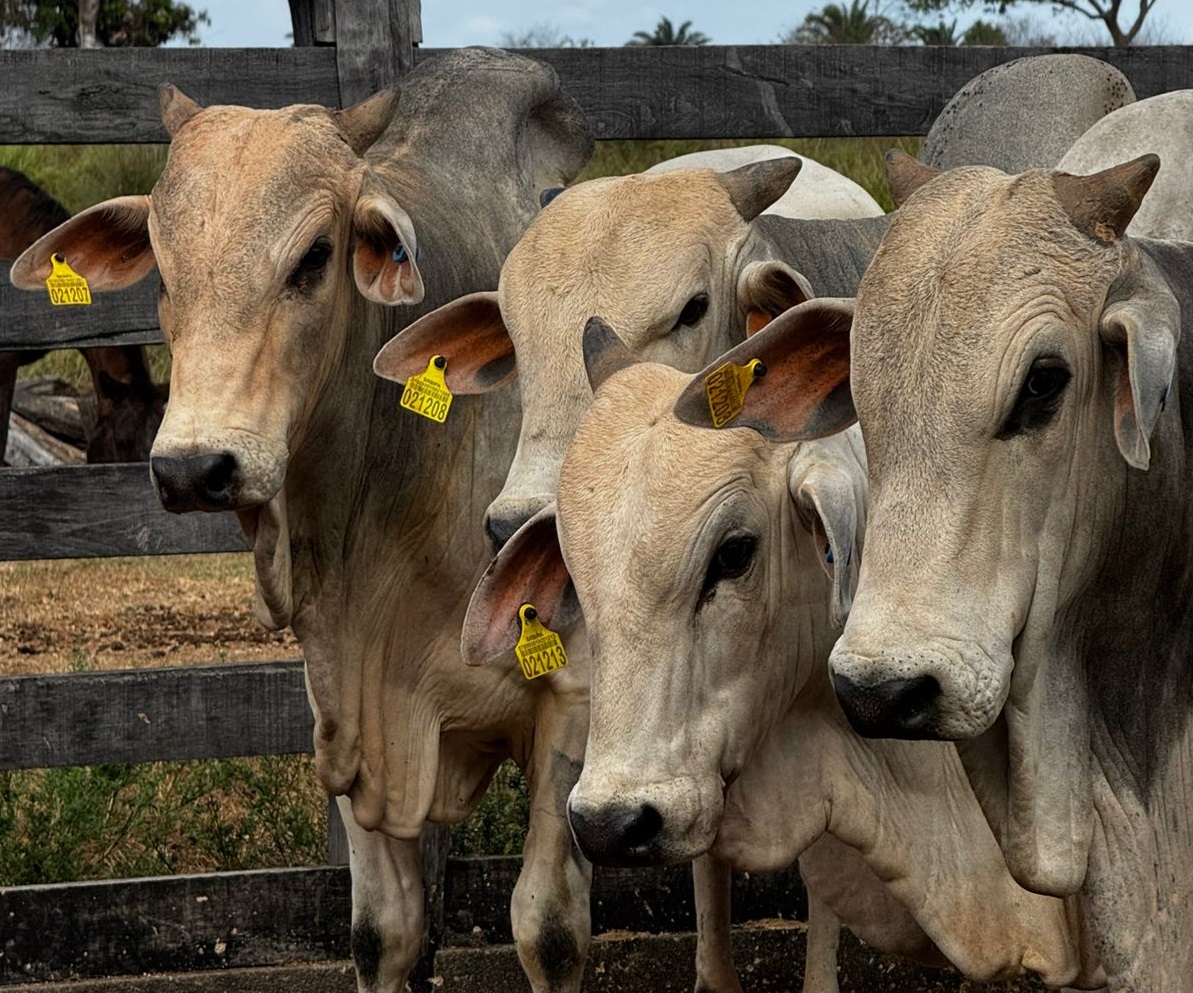 JBS já entregou mais de 120 mil brincos para rastreamento de rebanho a pecuaristas