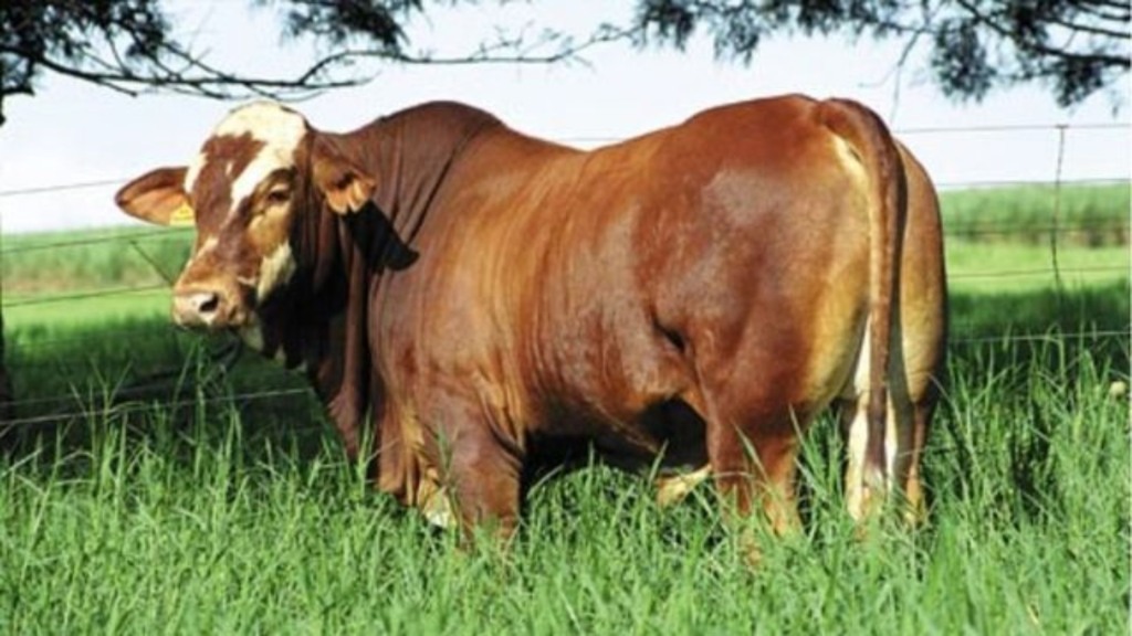 Caracu, Simbrasil ou Canchim? a escolha para o gado de corte lucrativo