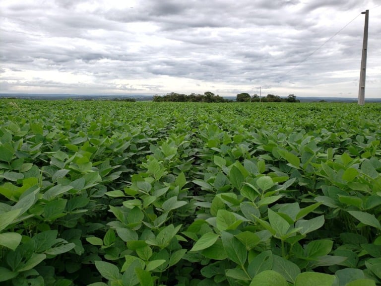 safra de soja, 2025-2026, Tocantins, matopiba