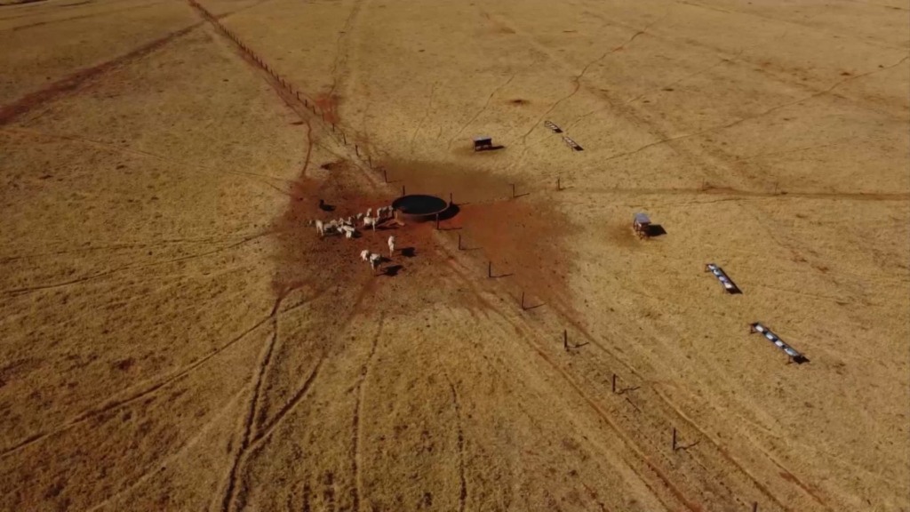 Da pastagem ao lucro: a estratégia do diferimento de pasto que evita o prejuízo na seca.