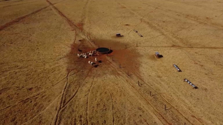 Da pastagem ao lucro: a estratégia do diferimento de pasto que evita o prejuízo na seca.