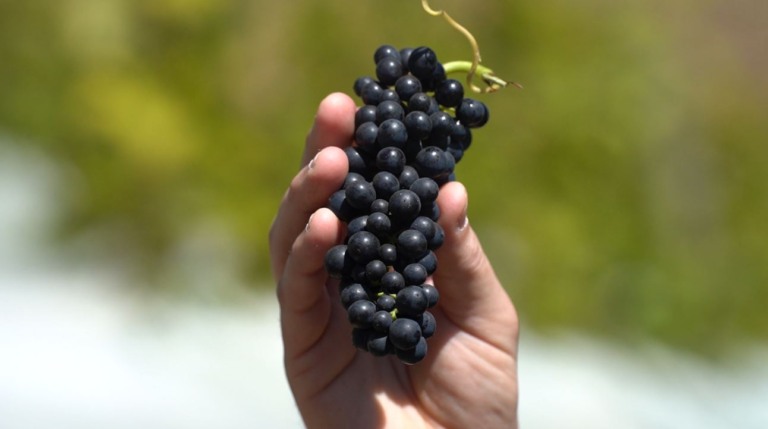 Fruticultura e olericultura gaúchas crescem 9% mesmo com redução de produtores