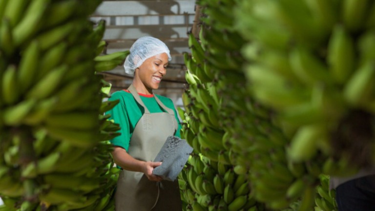 Setor produtivo alerta governo sobre riscos da importação de banana do Equador. Foto: Divulgação/CNA.