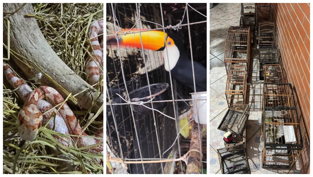 Operação apreende mais de 200 animais silvestres em Santa Catarina