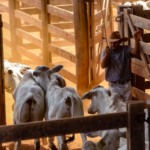 Pará envia primeira remessa de carne bovina rastreada para a China