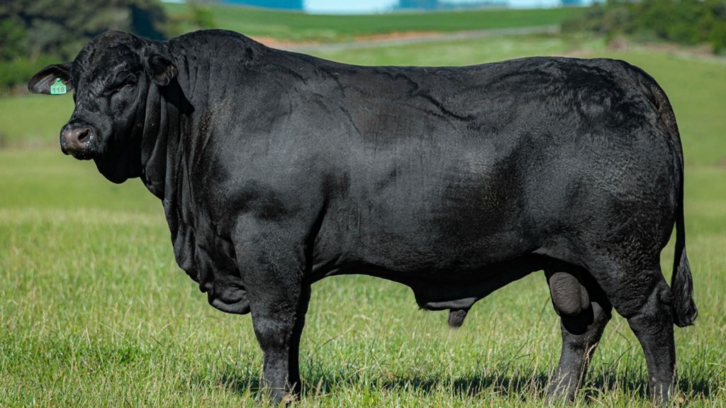 Animal da raça devon com pelagem preta. Foto: Divulgação. Animal da raça devon com pelagem preta. Foto: Divulgação.