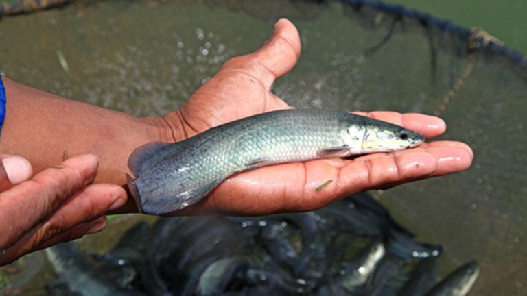 Estudo testa o uso de alho no controle de parasitas em peixes amazônicos (Foto: Divulgação/Embrapa).