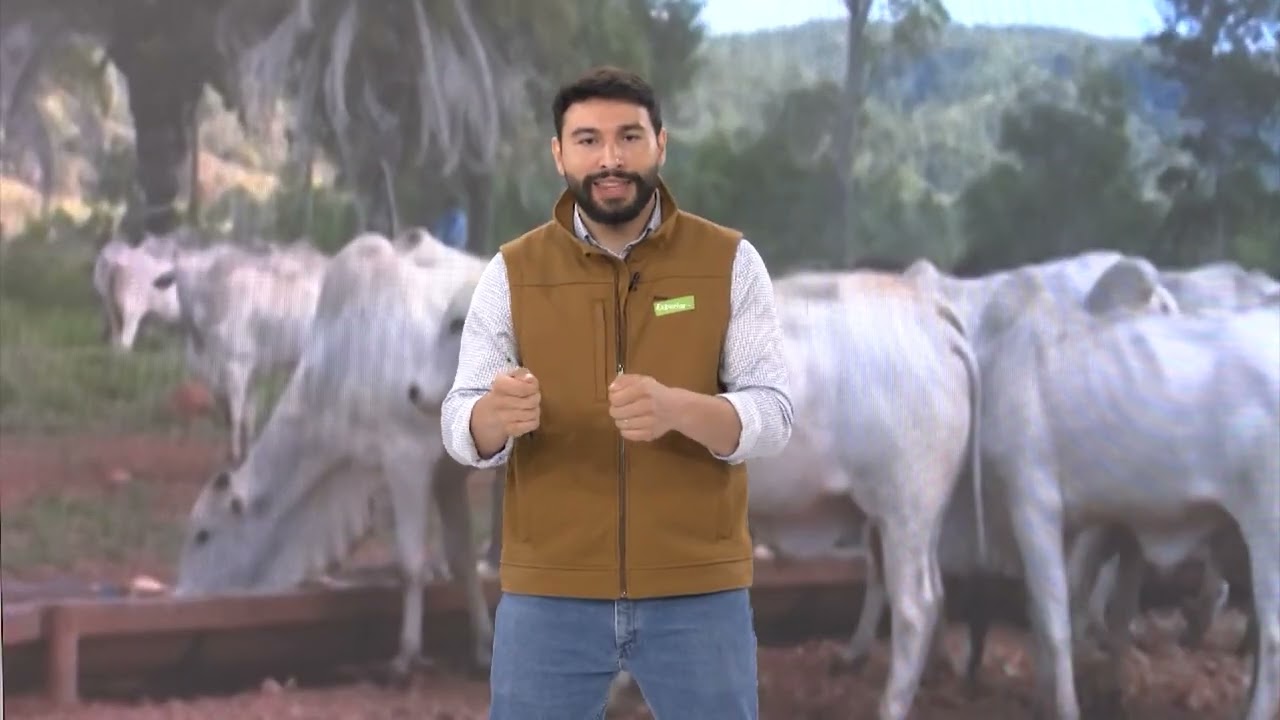 Pecuária na seca: qualidade da mistura do suplemento pode definir desempenho do rebanho; entenda