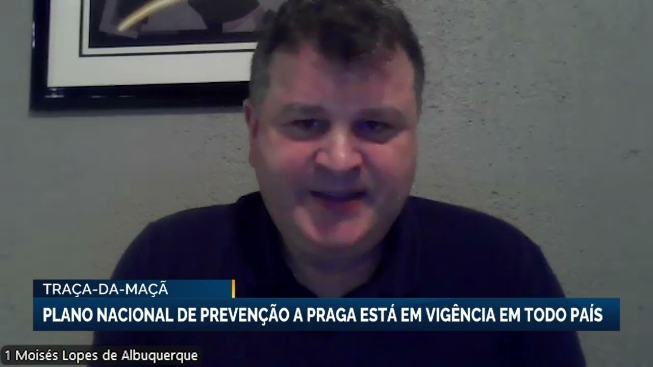 Setor da maçã pede que frutas importadas sofram mesmo rigor fitossanitário das nacionais