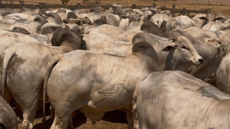 Programa da ABCZ comprova ganhos de desempenho com touros nelore PO. Foto: Divulgação/ABCZ.