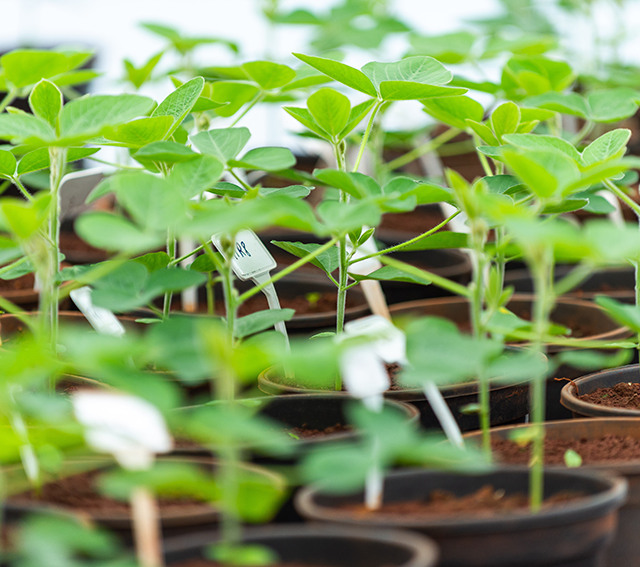 Crédito: Antonio Neto/Arquivo Embrapa

