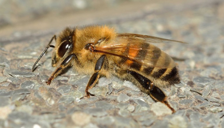 Abelha africanizada (Apis mellifera)