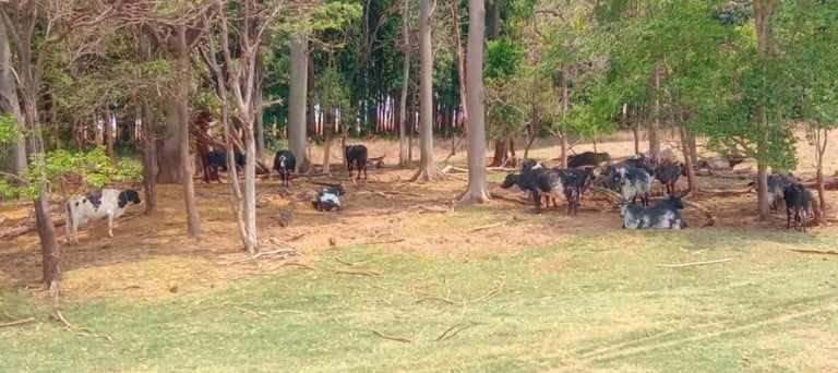 Na foto, há imagens de um pasto em Junqueirópolis.