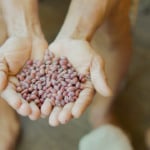 Feijões da Amazônia têm até 27% de proteína e podem ganhar selo de origem