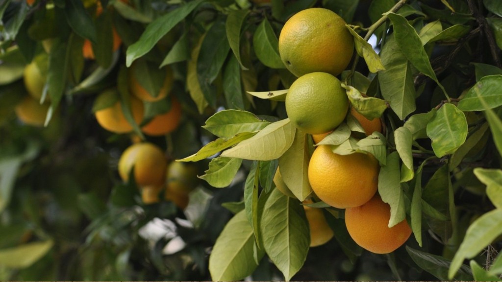 Greening atinge quase metade das laranjeiras do cinturão citrícola