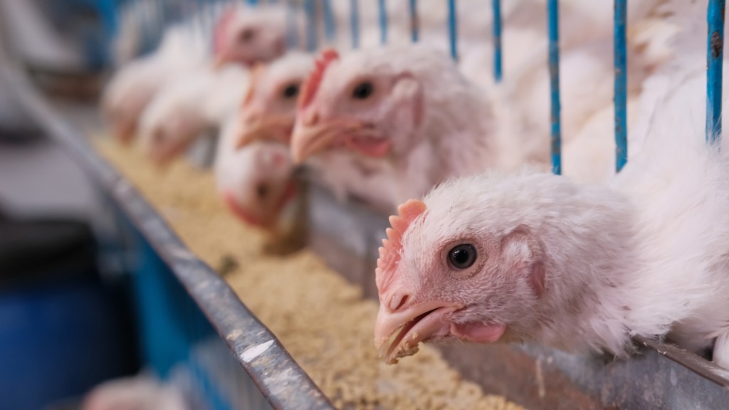 Saúde intestinal: o segredo da imunidade e do bom desempenho das aves
