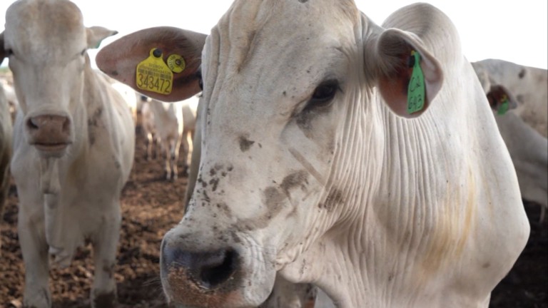 Rebanho bovino da Bahia cresce 3,5% em um ano e alcança 13,7 milhões de cabeças, impulsionado pelo desenvolvimento da pecuária no Oeste do estado (Foto: Reprodução).