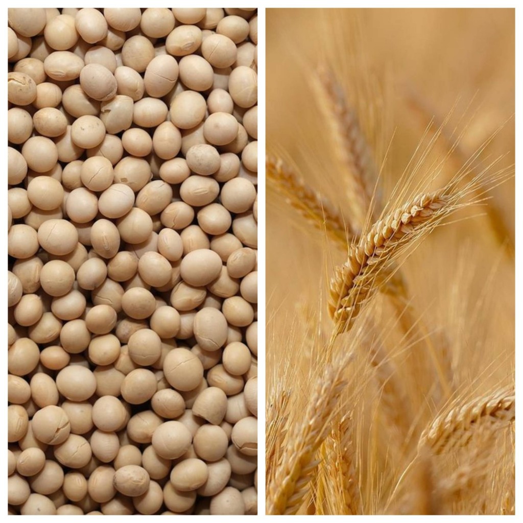 soja e trigo soja e trigo